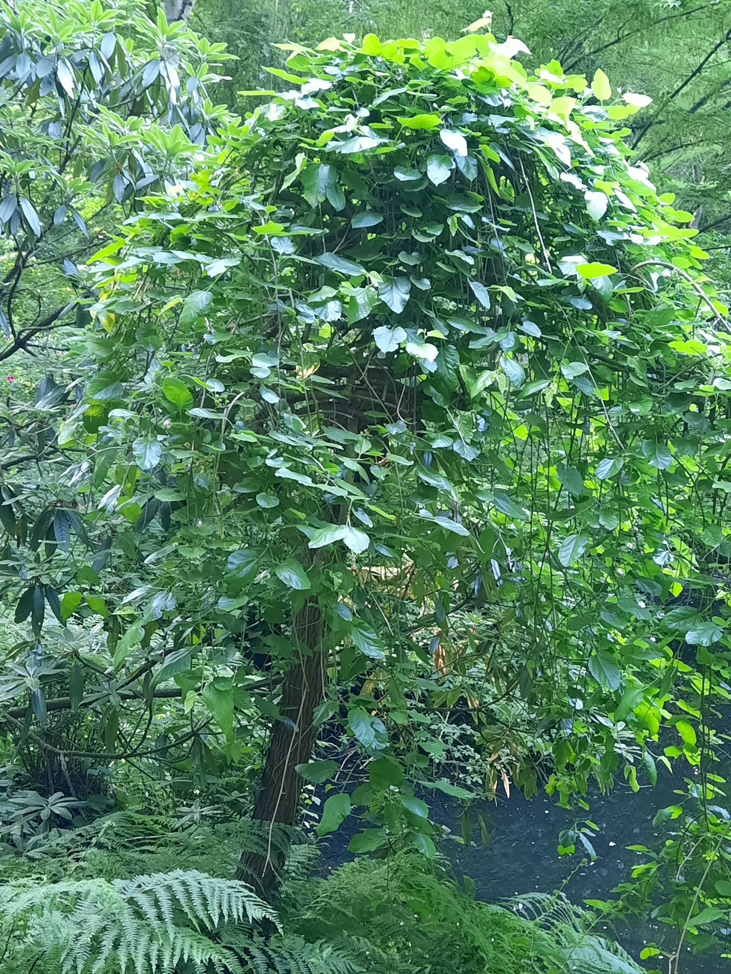 Foto genomen op 21/05/2025 tijdens inleiding Meditatieve Thee Ceremonie